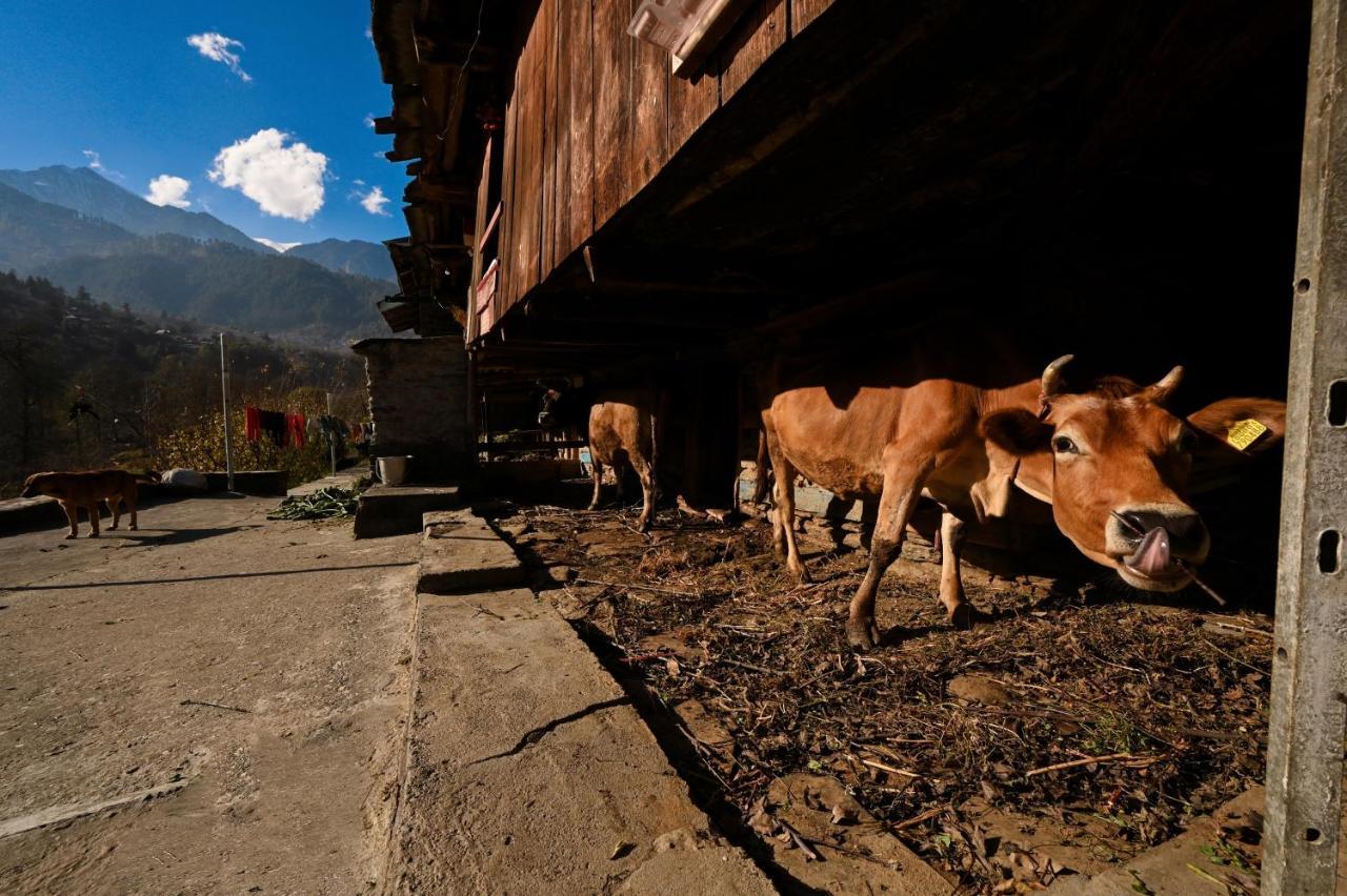Nagar  Zostel Dobhi, Manaliホステル エクステリア 写真